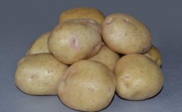 An incredible combination of unpretentiousness and yield of the potato variety 