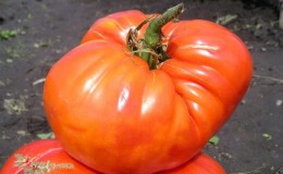 We verzamelen 5-6 kg tomaten uit een struik en laten een tomaat 