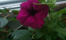 Stekgids voor zomerse petunia's voor beginnende bloemisten