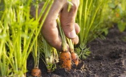 Panduan menanam wortel untuk musim sejuk untuk tukang kebun pemula