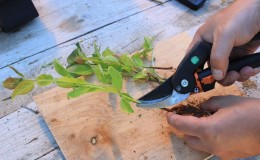 Instructies voor het vermeerderen van pruimen door stekken in de zomer: van het voorbereiden van stekken tot het verzorgen van een zaailing