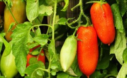 A good choice for the fastidious summer resident - the Peter the Great tomato and the secrets of increasing its yield