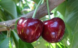 Waarom is de variëteit Bovine Heart Cherry goed en waarom zou je moeten proberen om het te laten groeien?