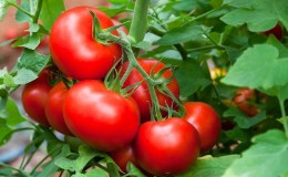 How to grow the Maryina Roshcha tomato correctly: reviews, photos and the yield of an early-ripening hybrid