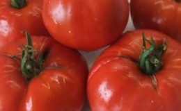 Warum sind Minusinsk-Tomaten wertvoll?