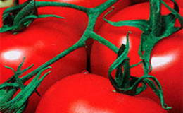 Ideal for cool climates, but at the same time yielding a rich harvest tomato 