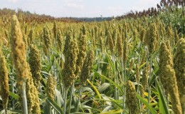 Wat is suikersorghum, hoe wordt het verbouwd en waar wordt het gebruikt