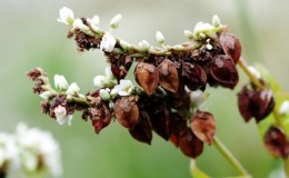 Apakah Perbezaan Antara Buckwheat dan Buckwheat