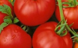 What is good and why is it worth growing an early ripe, high-yielding and disease-resistant and weather-resistant tomato 