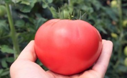 Ein anerkannter Favorit unter Gärtnern - die Pink Cheeks Tomate