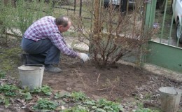 Wie man Stachelbeeren im Frühjahr für eine gute Ernte beschneidet