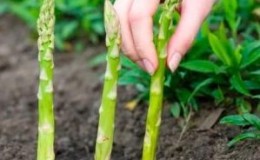 Wann und wie man Spargel im Herbst richtig verpflanzt