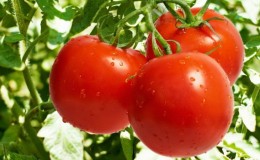 Möglichkeiten, Tomaten auf freiem Feld zu binden: wie man es richtig macht und überhaupt notwendig ist