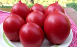 Eine ganze Palette im Garten in einer Sorte - De Barao Tomate und die Geheimnisse ihres Anbaus