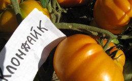 Beta-Carotene Champion: Klondike Tomato Recommended for Diet Food