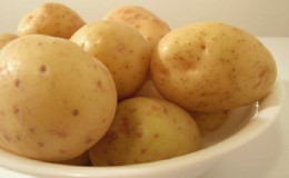 Early ripening and unpretentious potato variety 