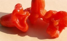 Kombinieren Sie gegensätzliche Geschmäcker und eine blütenartige, erstaunliche Vielfalt an Paprika