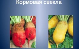 Sự khác biệt giữa củ cải đường và củ cải đường là gì: sự khác biệt về ngoại hình, ứng dụng và các thông số khác