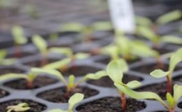 Hoe en wanneer bieten voor zaailingen te planten: timing van het zaaien van zaden en verdere zorg ervoor