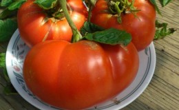 Tomaten 