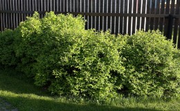 Wo kann man am besten Geißblatt pflanzen: im Schatten oder in der Sonne und nach welchen anderen Kriterien kann man einen Platz wählen?