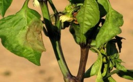 Maßnahmen zur Bekämpfung der Fusarium-Welke von Pfeffer und zur Verhinderung des Auftretens der Krankheit