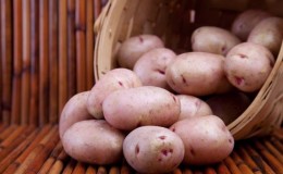 Potato variety 