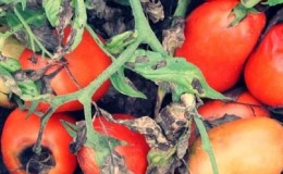 Wie sieht die Makrosporiose von Tomaten aus und warum haben die Sommerbewohner solche Angst davor: Wir lernen den Feind näher kennen und gewinnen