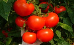 Als je een vroege oogst van sappige en zoete tomaten wilt, kweek dan zonder veel moeite Aigen F1-tomaat