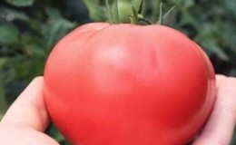 A unique hybrid with delicious fruits, as in the picture - a gift for a woman tomato and the nuances of its cultivation