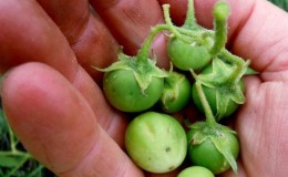 Wann und wie man Kartoffelsamen richtig von Beeren sammelt