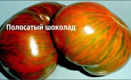 A variety with an unusual color, unique taste and appetizing name - the striped chocolate tomato