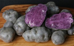 Amazing Vitalot potato variety with purple skin and pulp