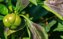 Miért lila lett a paprika: meghatározzák az okot és hatékonyan küzdenek vele