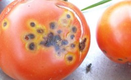 Wat te doen als er bruine vlekken op tomaten verschijnen: foto's van aangetaste tomaten en manieren om ze te redden