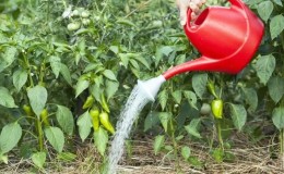 Fertilizers for bell peppers: how to feed in the open field for growth and thickness