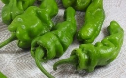 Dungan Pepper là gì và làm thế nào nó có thể được sử dụng