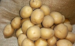 Riviera potato variety: grows in all climates