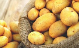 How is potato allergy manifested in children and adults