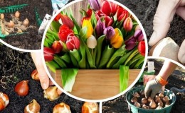 Planen einer Gartenpflanzung: Ist es möglich, Tulpen im Frühjahr zu pflanzen und wann werden sie blühen?