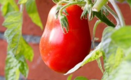 A mid-season variety with a pleasant taste and powerful bushes - tomato 