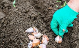 Hoe knoflook in het voorjaar op de juiste manier te planten