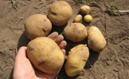 One of the most unpretentious potato varieties - 