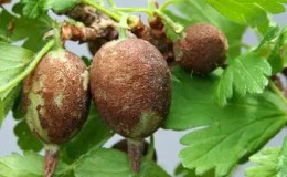 Was tun, wenn Stachelbeeren mit einer braunen Beschichtung bedeckt sind, wie die Ernte gerettet werden kann?