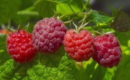 Anleitung zum Gießen von Himbeeren im Sommer: Häufigkeit, Häufigkeit und Methoden