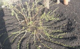 Wie sich Stachelbeeren vermehren - auf alle Arten