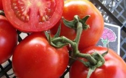 The time-tested Titan tomato for growing in the open field