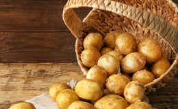 An early ripe, undemanding potato variety Latona with yellow tubers