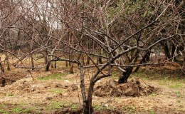 Was die Kirschpflege im Herbst beinhalten sollte: ein Leitfaden von erfahrenen Gärtnern