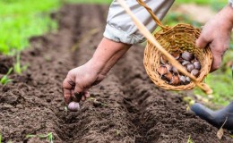 Sie wissen nicht, wie man Knoblauch pflanzt - es spielt keine Rolle: Wir werden alle Geheimnisse und Feinheiten lehren, zeigen und erzählen